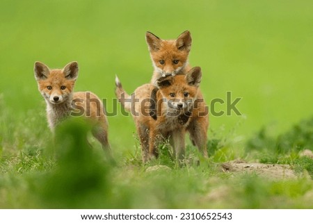 Three cute little red fox cubs playing on the green meadow. Vulpes vulpes, wildlife, Slovakia.