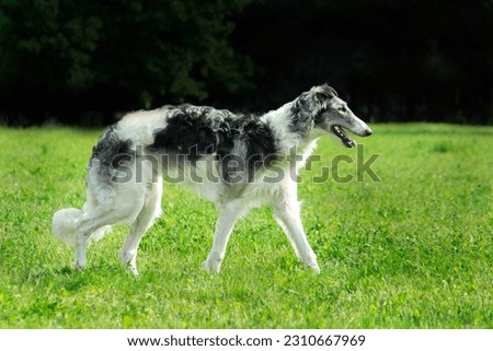 Walking Borzoi , Russian Hunting Sighthound Royalty-Free Stock Photo #2310667969