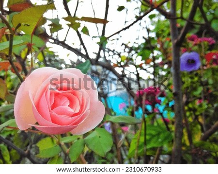 Close-up view of beautiful peach rose blooming in the house plant