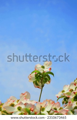 Beautiful spring pink flower with blue sky in the garden