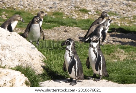 humboldt penguin colony (Spheniscus humboldti) 