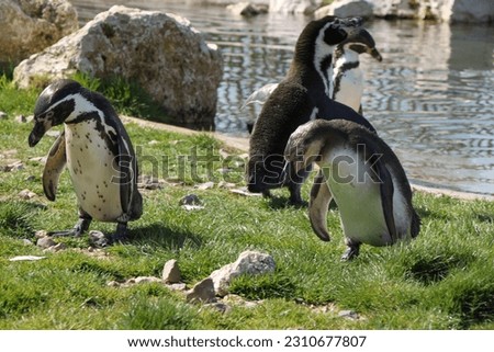 humboldt penguins (Spheniscus humboldti) standing next to the water