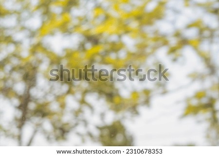 bokeh pictures of trees and shy background