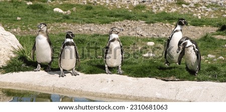 humboldt penguins (Spheniscus humboldti) standing side by side