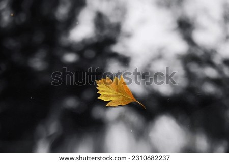 Autumn leaf on the windshield of a car under the brush, against the backdrop of the soft light of the sun at sunset. The concept of cleaning products, polishing, anti-rain.