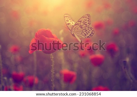 Beautiful butterfly and flower