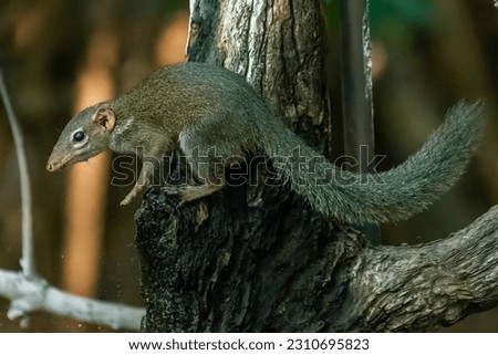 The beauty of Treeshrews which is local animal that lives and commonly found in Thailand.