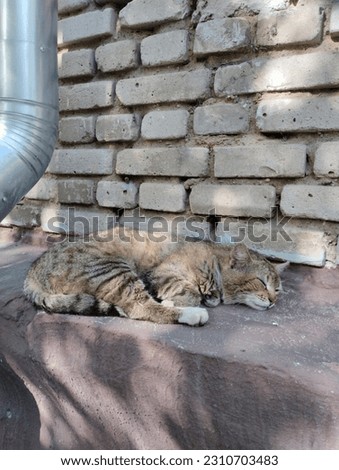homeless gray cat sleeps on the street