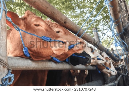 cattle market. herd of cows in the pen. cattle farm. sacrificial animals for the preparation of Eid al-Adha for Muslims.