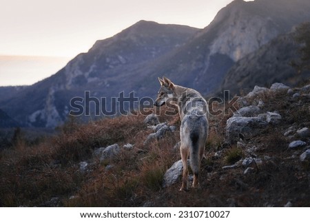 Czechoslovakian wolfdog in the forest in mountains. A beautiful dog that looks like a wolf in nature. Pet in the woods