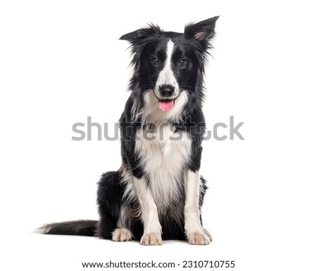 Young Black and white Panting Border collie sitting and looking at the camera, One year old, Isolated on white