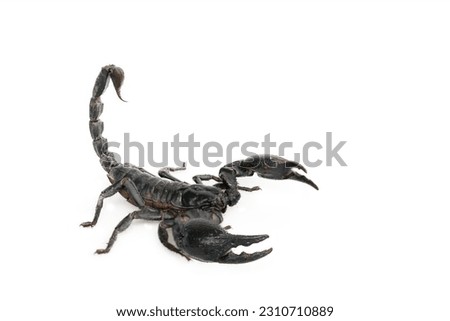 Black scorpion holding poisonous tail isolated on white background