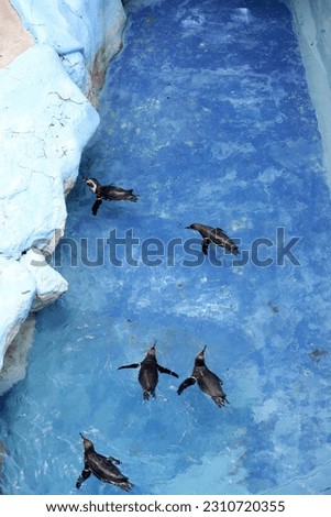 a group of Humboldt Penguin (Spheniscus humboldti) swimming, cute penguins at Taman Safari Indonesia