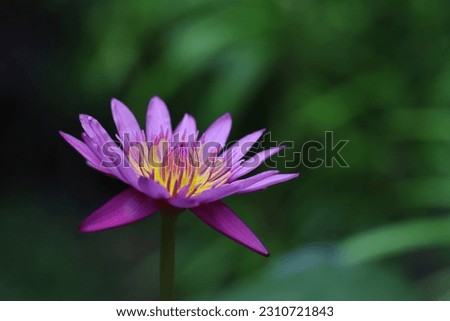 Close up image of blooming pink with yellow center lotus flower isolated on blurry green background