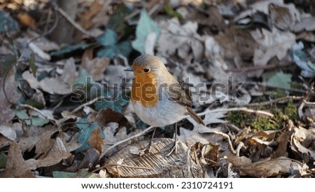 The confident Robin (Erithacus rubecula) approaches the photographer, looking for food in the undergrowth. Winter shot