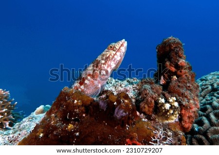 A sand Lizardfish resting on a coral Boracay Island Philippines