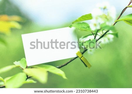 Selective soft focused White blank paper business card mock up clipped on spring tree branch. Nature pastel green quote background with seasonal stationery presentation. Springtime branding copy space Royalty-Free Stock Photo #2310738443