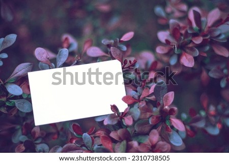 White blank paper business card mock up on red-leaved barberry branch. Nature moody dark quote background with seasonal stationery presentation. Autumn branding, copy space. Royalty-Free Stock Photo #2310738505