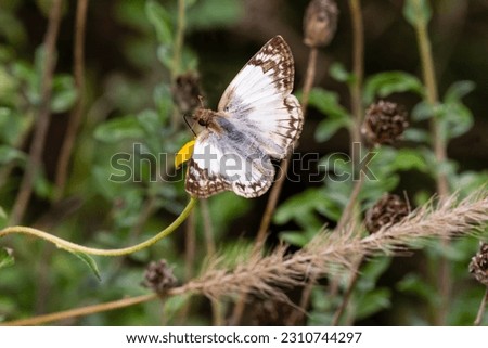 Laviana skipper butterfly feeding at garden flower Royalty-Free Stock Photo #2310744297