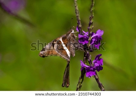 A stock image of white-stripped longtail feeding Royalty-Free Stock Photo #2310744303