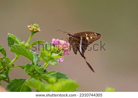A stock image of white-stripped longtail feeding Royalty-Free Stock Photo #2310744305