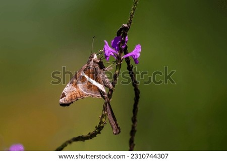 A stock image of white-stripped longtail feeding Royalty-Free Stock Photo #2310744307