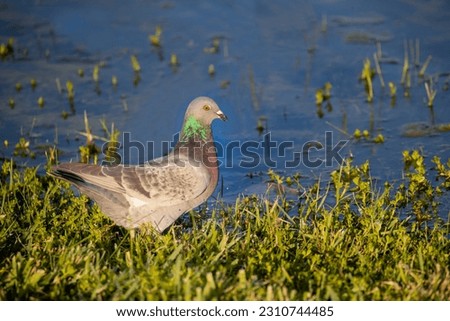A stock image of rock dove drinking Royalty-Free Stock Photo #2310744485