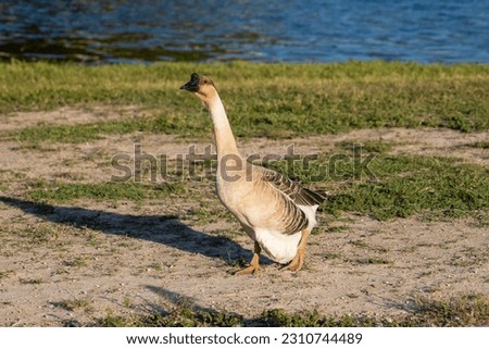 A stock image of swan goose, gathering grit while feeding Royalty-Free Stock Photo #2310744489