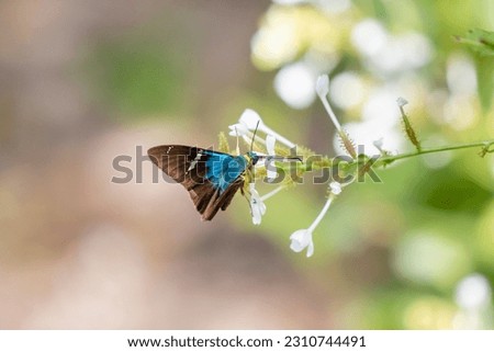 A stock image of two-barred flasher butterfly feeding Royalty-Free Stock Photo #2310744491