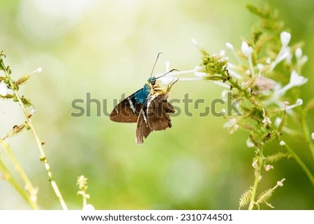 A stock image of two-barred flasher butterfly feeding Royalty-Free Stock Photo #2310744501
