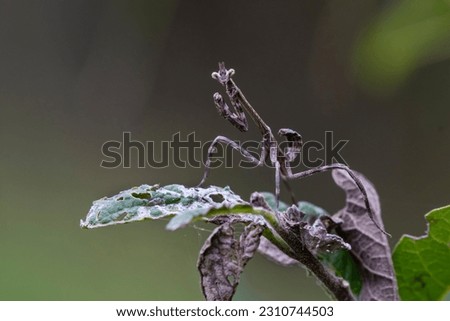 A stock image of texas unicorn mantis camouflaged Royalty-Free Stock Photo #2310744503