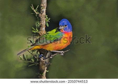 Painted bunting foraging in brush country near the rio grande, texas. Royalty-Free Stock Photo #2310744513