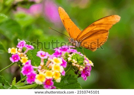 A stock image of julia heliconian nectaring at lantana flowers Royalty-Free Stock Photo #2310745101