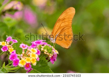 A stock image of julia heliconian nectaring at lantana flowers Royalty-Free Stock Photo #2310745103