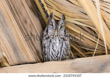 A stock image of eastern screech owl roosting in rafters Royalty-Free Stock Photo #2310745107