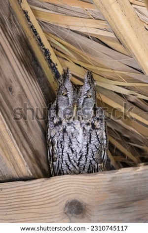 A stock image of eastern screech owl roosting in rafters Royalty-Free Stock Photo #2310745117