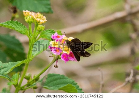 A stock image of clouded skipper, lerema accius, on flower Royalty-Free Stock Photo #2310745121