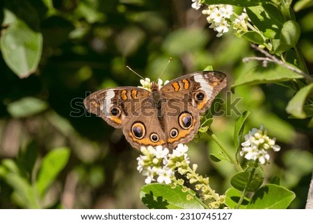 A stock image of common buckeye butterfly nectaring Royalty-Free Stock Photo #2310745127