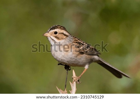 A stock image of clay-colored sparrow perched Royalty-Free Stock Photo #2310745129