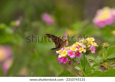 A stock image of brown longtail nectaring at lantana blooms Royalty-Free Stock Photo #2310745131