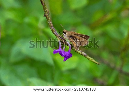 A stock image of clouded skipper, lerema accius, on flower Royalty-Free Stock Photo #2310745133
