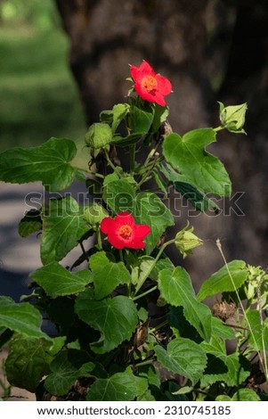 A stock image of heart-leaf hibiscus in bloom Royalty-Free Stock Photo #2310745185
