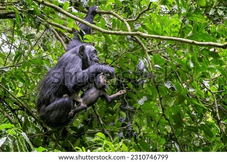 Mother and baby chimpanzees, pan troglodytes, swinging in the tropical rainforest of Kibale National Park, Uganda, and feeding from the fruits. Royalty-Free Stock Photo #2310746799