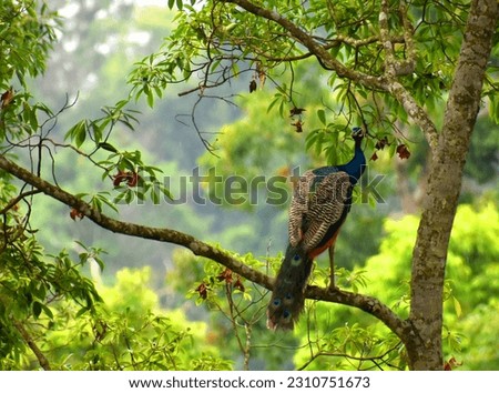 GORUMARA-FOREST Stock Photos and Images - Avopix.com