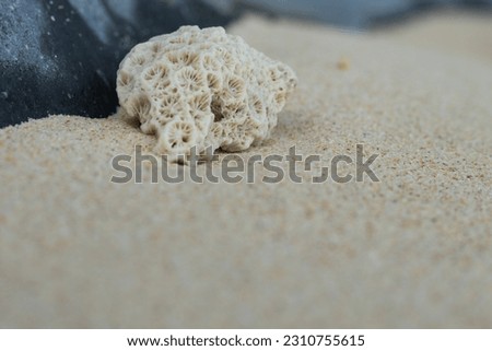 cacass of coral on the beach; close-up picture.