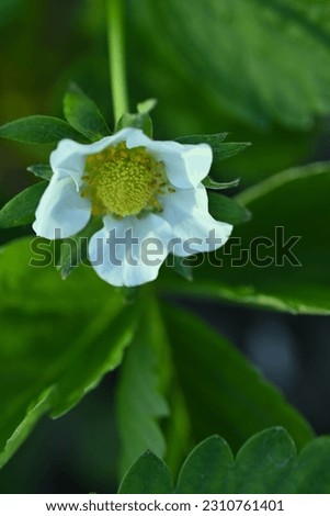white strawberry flowers close up, green strawberry leaves close up, young spring greenery, White strawberry flowers with green leaves, strawberries bloom in spring
