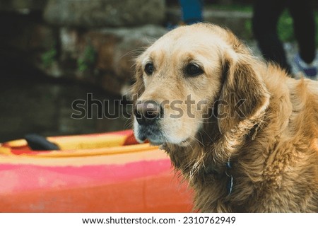 Golden retriever outdoors by the water