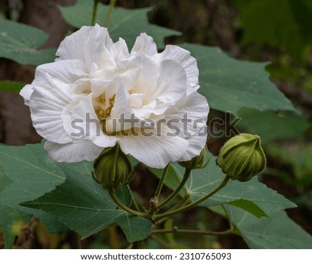 Closeup view of bright white hibiscus mutabilis flower and bud aka Confederate rose or Dixie rosemallow isolated in outdoors tropical garden