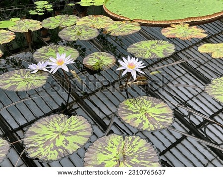 Amazing water lily pond in kew garden colourful flower selective focus