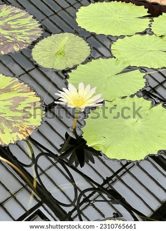 Amazing water lily pond in kew garden colourful flower selective focus